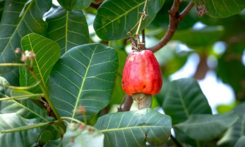 Raw Cashew
