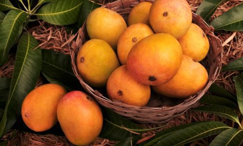 Alphonso Mangoes