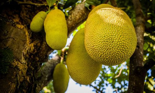 Jackfruit Products